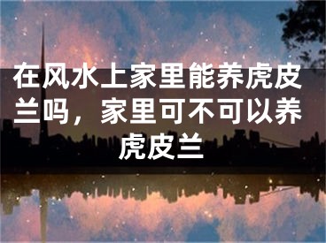 在风水上家里能养虎皮兰吗,家里可不可以养虎皮兰