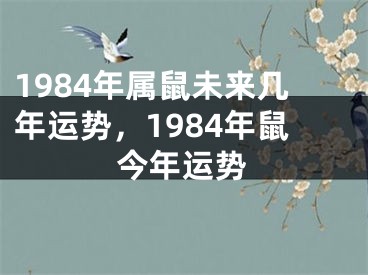 1984年属鼠未来几年运势,1984年鼠今年运势