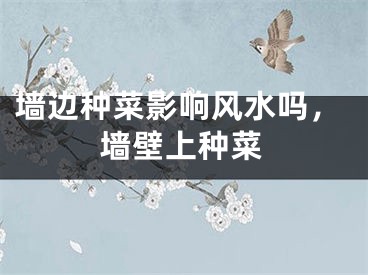 墙边种菜影响风水吗，墙壁上种菜