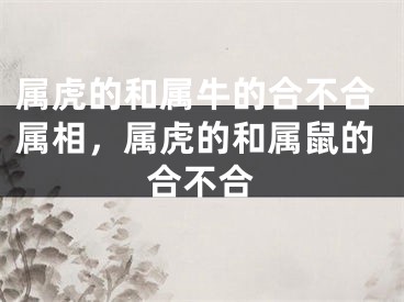属虎的和属牛的合不合属相,属虎的和属鼠的合不合