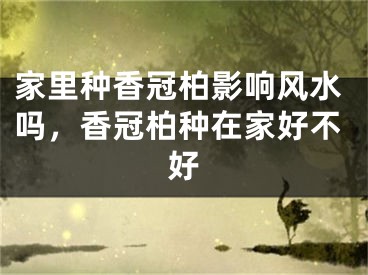 家里种香冠柏影响风水吗，香冠柏种在家好不好