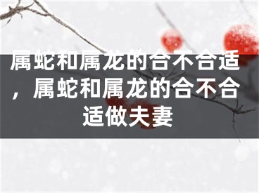 属蛇和属龙的合不合适，属蛇和属龙的合不合适做夫妻
