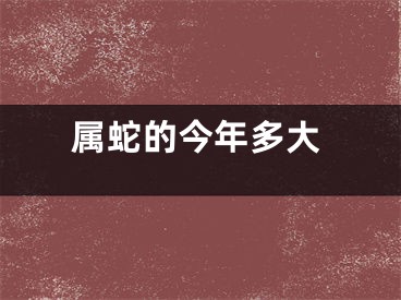 属蛇的今年多大