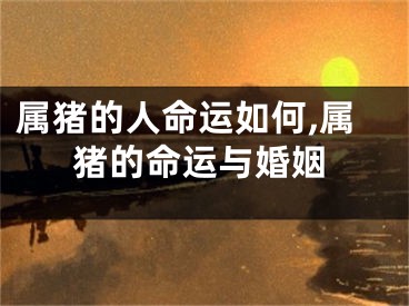 属猪的人命运如何,属猪的命运与婚姻