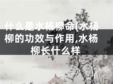 什么是水杨柳命(水杨柳的功效与作用,水杨柳长什么样