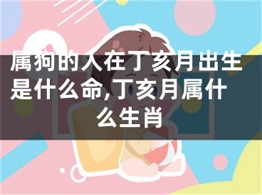 属狗的人在丁亥月出生是什么命,丁亥月属什么生肖