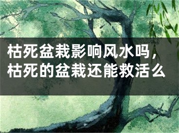 枯死盆栽影响风水吗，枯死的盆栽还能救活么