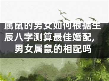 属鼠的男女如何根据生辰八字测算最佳婚配,男女属鼠的相配吗