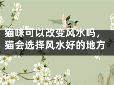 猫咪可以改变风水吗，猫会选择风水好的地方