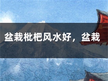 盆栽枇杷风水好，盆栽