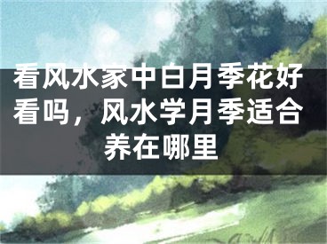 看风水家中白月季花好看吗,风水学月季适合养在哪里