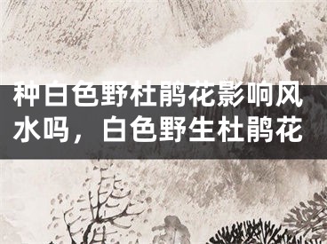 种白色野杜鹃花影响风水吗，白色野生杜鹃花